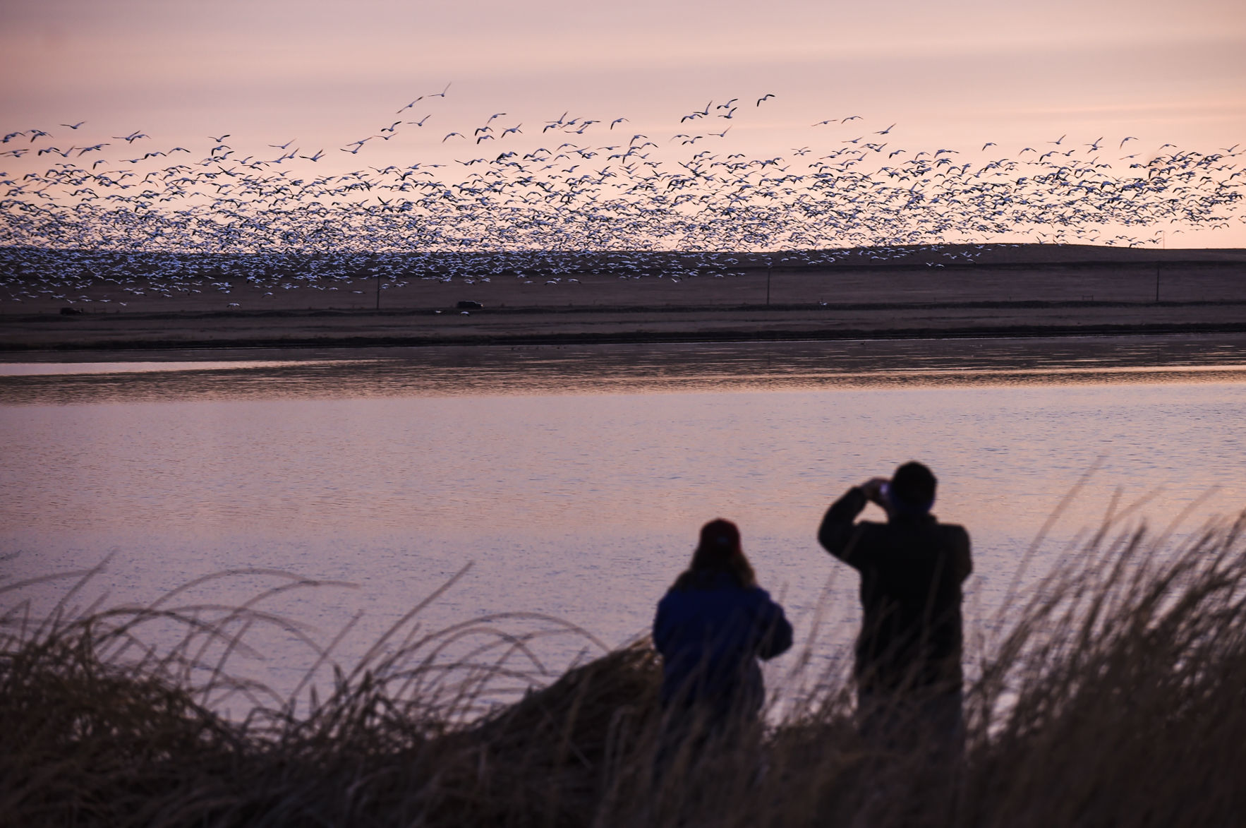 Freezout Lake Snow Goose Migration